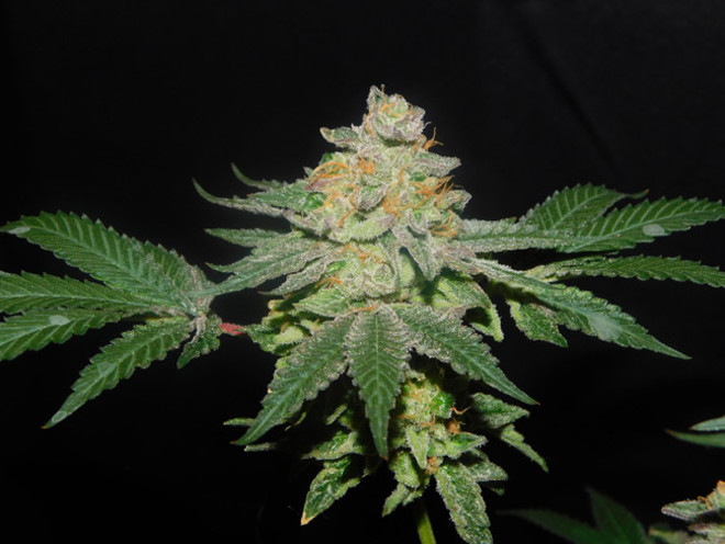 Gelato (Zamnesia Seeds) Feminiserede Gelato (Zamnesia Seeds) Feminiserede