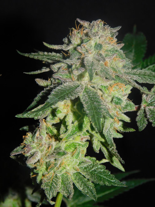 Gelato (Zamnesia Seeds) Feminiserede Gelato (Zamnesia Seeds) Feminiserede