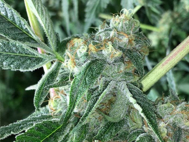 Wifi 43 x Do-Si-Dos (Philosopher Seeds x Zamnesia) Feminiserede Wifi 43 x Do-Si-Dos (Philosopher Seeds x Zamnesia) Feminiserede