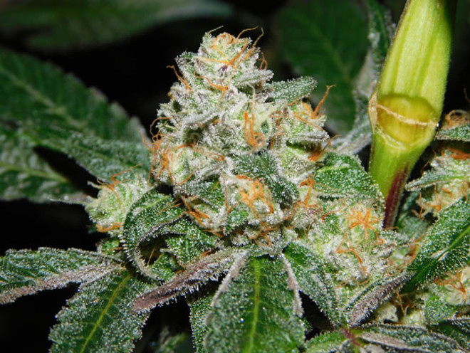 Wifi 43 x Do-Si-Dos (Philosopher Seeds x Zamnesia) Feminiserede Wifi 43 x Do-Si-Dos (Philosopher Seeds x Zamnesia) Feminiserede