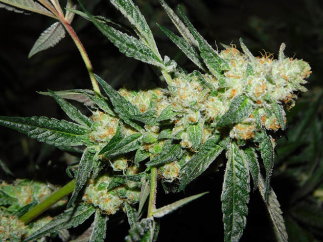 Wifi 43 x Do-Si-Dos (Philosopher Seeds x Zamnesia) Feminiserede Wifi 43 x Do-Si-Dos (Philosopher Seeds x Zamnesia) Feminiserede