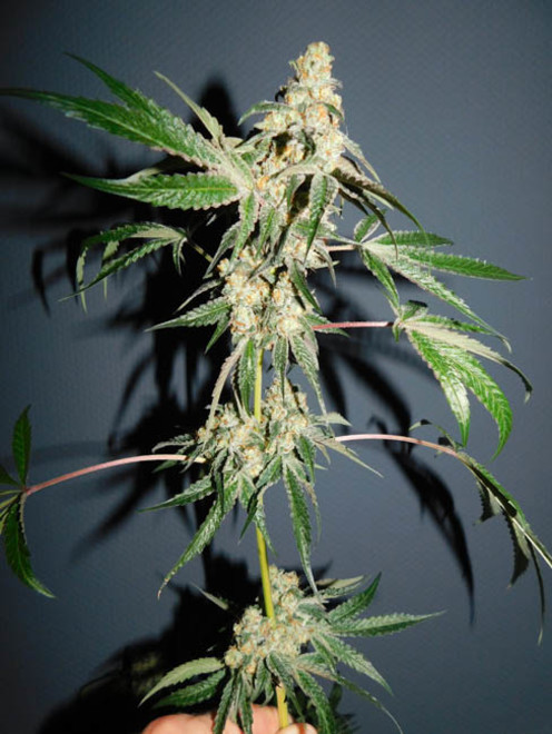 Wifi 43 x Do-Si-Dos (Philosopher Seeds x Zamnesia) Feminiserede Wifi 43 x Do-Si-Dos (Philosopher Seeds x Zamnesia) Feminiserede