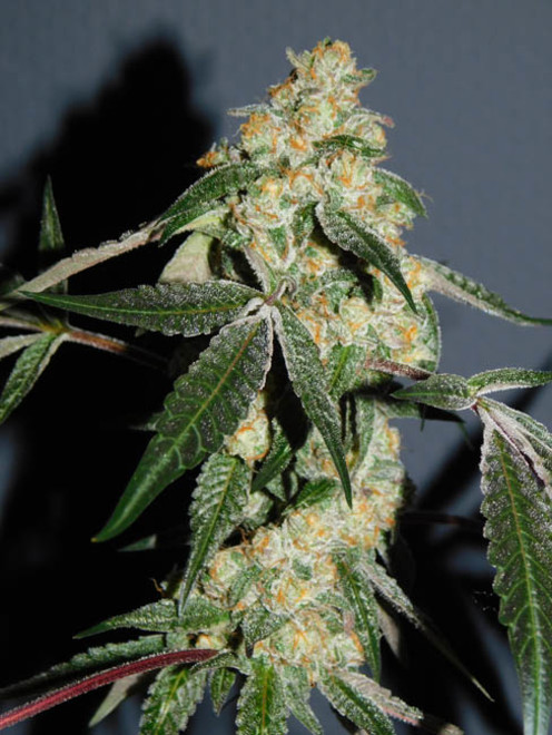 Wifi 43 x Do-Si-Dos (Philosopher Seeds x Zamnesia) Feminiserede Wifi 43 x Do-Si-Dos (Philosopher Seeds x Zamnesia) Feminiserede