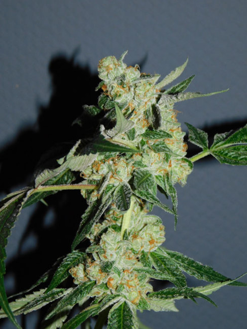 Wifi 43 x Do-Si-Dos (Philosopher Seeds x Zamnesia) Feminiserede Wifi 43 x Do-Si-Dos (Philosopher Seeds x Zamnesia) Feminiserede