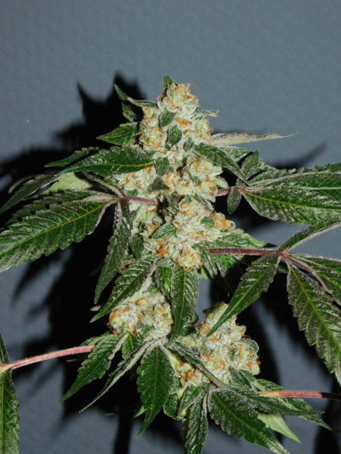 Wifi 43 x Do-Si-Dos (Philosopher Seeds x Zamnesia) Feminiserede Wifi 43 x Do-Si-Dos (Philosopher Seeds x Zamnesia) Feminiserede