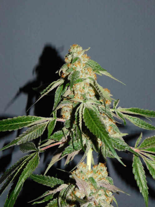 Wifi 43 x Do-Si-Dos (Philosopher Seeds x Zamnesia) Feminiserede Wifi 43 x Do-Si-Dos (Philosopher Seeds x Zamnesia) Feminiserede