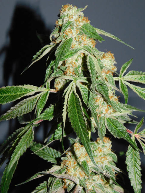 Wifi 43 x Do-Si-Dos (Philosopher Seeds x Zamnesia) Feminiserede Wifi 43 x Do-Si-Dos (Philosopher Seeds x Zamnesia) Feminiserede