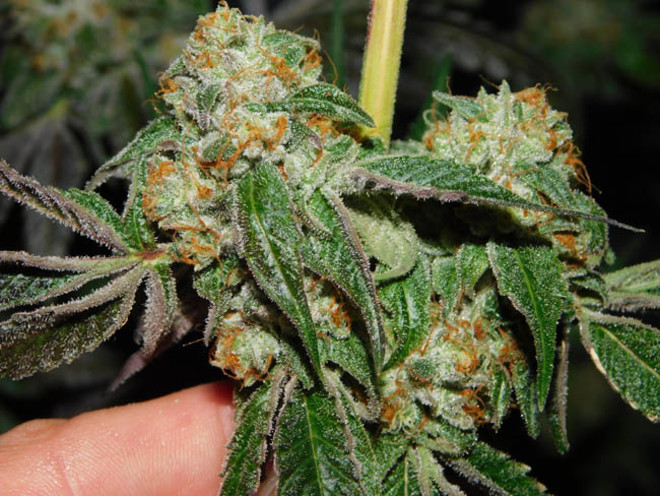 Wifi 43 x Do-Si-Dos (Philosopher Seeds x Zamnesia) Feminiserede Wifi 43 x Do-Si-Dos (Philosopher Seeds x Zamnesia) Feminiserede