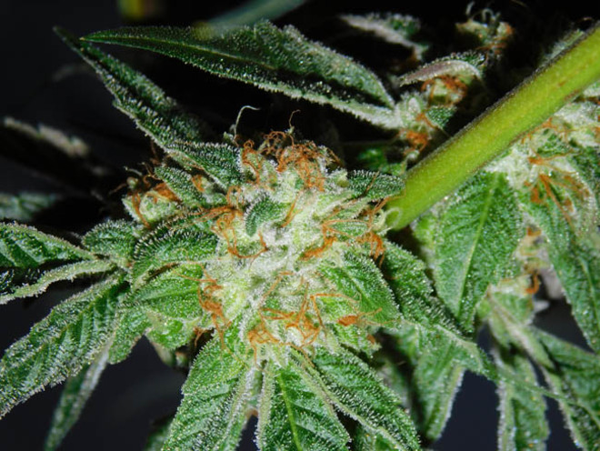 Wifi 43 x Do-Si-Dos (Philosopher Seeds x Zamnesia) Feminiserede Wifi 43 x Do-Si-Dos (Philosopher Seeds x Zamnesia) Feminiserede