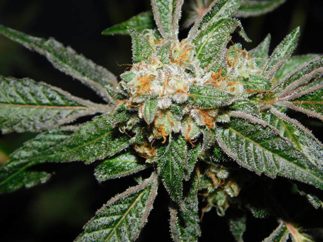 Wifi 43 x Do-Si-Dos (Philosopher Seeds x Zamnesia) Feminiserede Wifi 43 x Do-Si-Dos (Philosopher Seeds x Zamnesia) Feminiserede