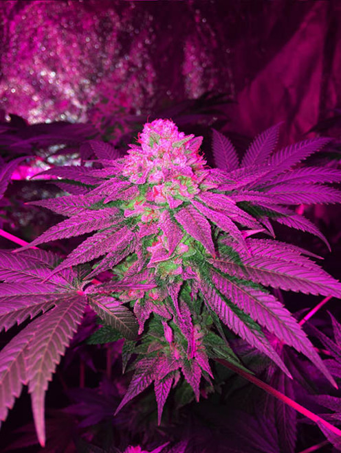 Glookies (Barney's Farm) Feminiserede Glookies (Barney's Farm) Feminiserede