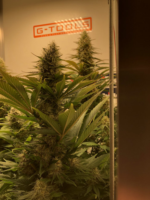 Purple Punch (Zamnesia Seeds) Feminiserede Purple Punch (Zamnesia Seeds) Feminiserede