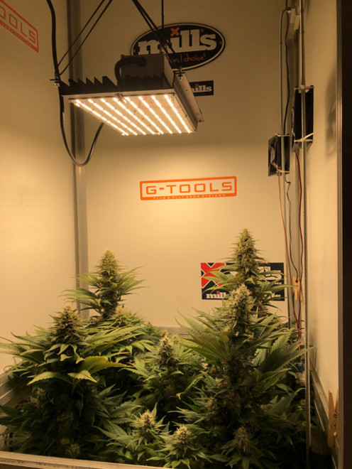 Purple Punch (Zamnesia Seeds) Feminiserede Purple Punch (Zamnesia Seeds) Feminiserede
