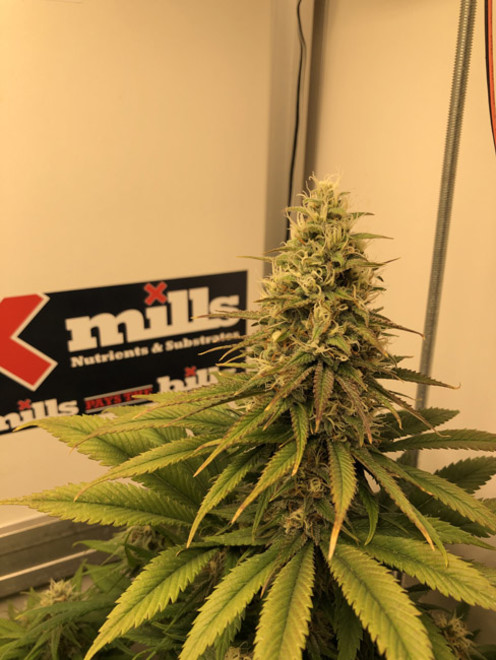 Purple Punch (Zamnesia Seeds) Feminiserede Purple Punch (Zamnesia Seeds) Feminiserede