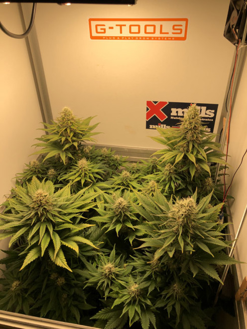Purple Punch (Zamnesia Seeds) Feminiserede Purple Punch (Zamnesia Seeds) Feminiserede