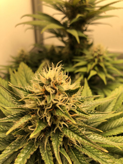 Purple Punch (Zamnesia Seeds) Feminiserede Purple Punch (Zamnesia Seeds) Feminiserede