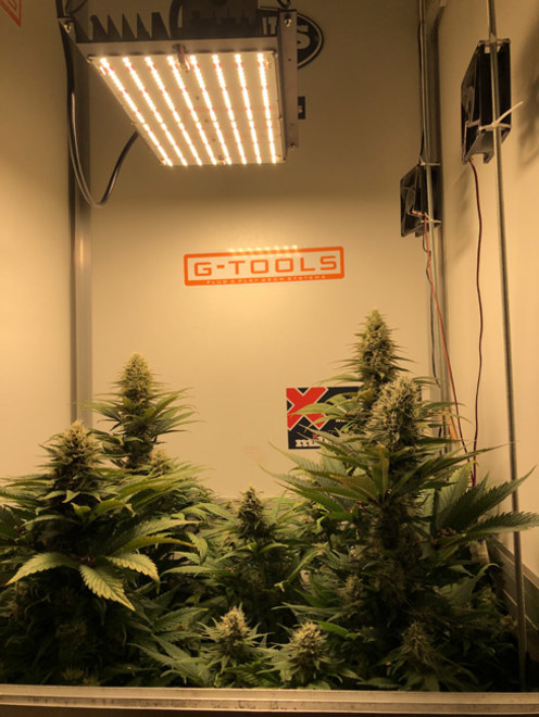 Purple Punch (Zamnesia Seeds) Feminiserede Purple Punch (Zamnesia Seeds) Feminiserede