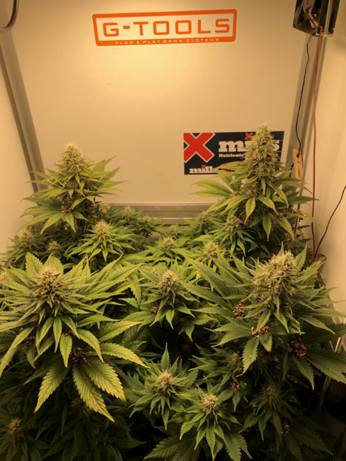 Purple Punch (Zamnesia Seeds) Feminiserede Purple Punch (Zamnesia Seeds) Feminiserede