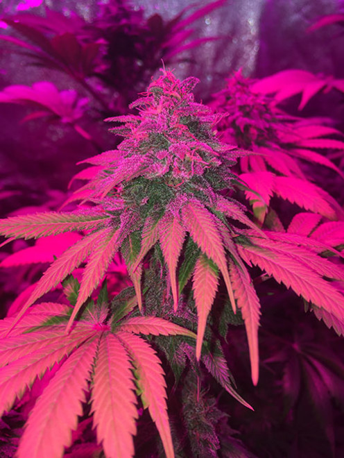 Purple Punch (Zamnesia Seeds) Feminiserede Purple Punch (Zamnesia Seeds) Feminiserede