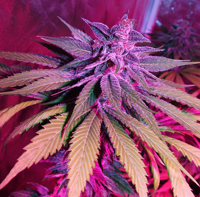 Purple Punch (Zamnesia Seeds) Feminiserede Purple Punch (Zamnesia Seeds) Feminiserede