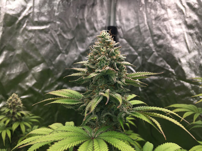 Runtz (Zamnesia Seeds) Feminiserede Runtz (Zamnesia Seeds) Feminiserede
