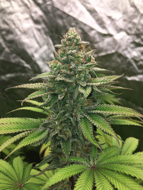 Runtz (Zamnesia Seeds) Feminiserede Runtz (Zamnesia Seeds) Feminiserede