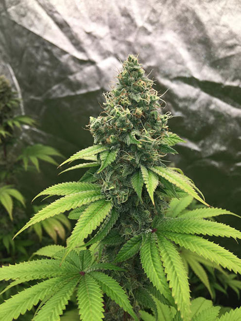 Runtz (Zamnesia Seeds) Feminiserede Runtz (Zamnesia Seeds) Feminiserede