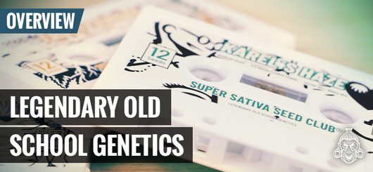 Oldskool cannabisgenetik | Super Sativa Seed Club